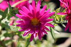 Glattblatt-Aster 'Winston Churchill' - Aster novi-belgii 'Winston Churchill'