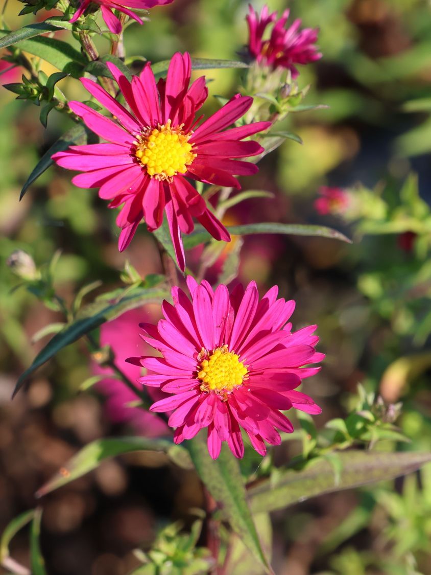 Glattblatt-Aster 'Winston Churchill' - Aster novi-belgii 'Winston Churchill'
