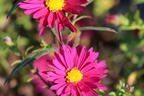 Glattblatt-Aster 'Winston Churchill' - Aster novi-belgii 'Winston Churchill'