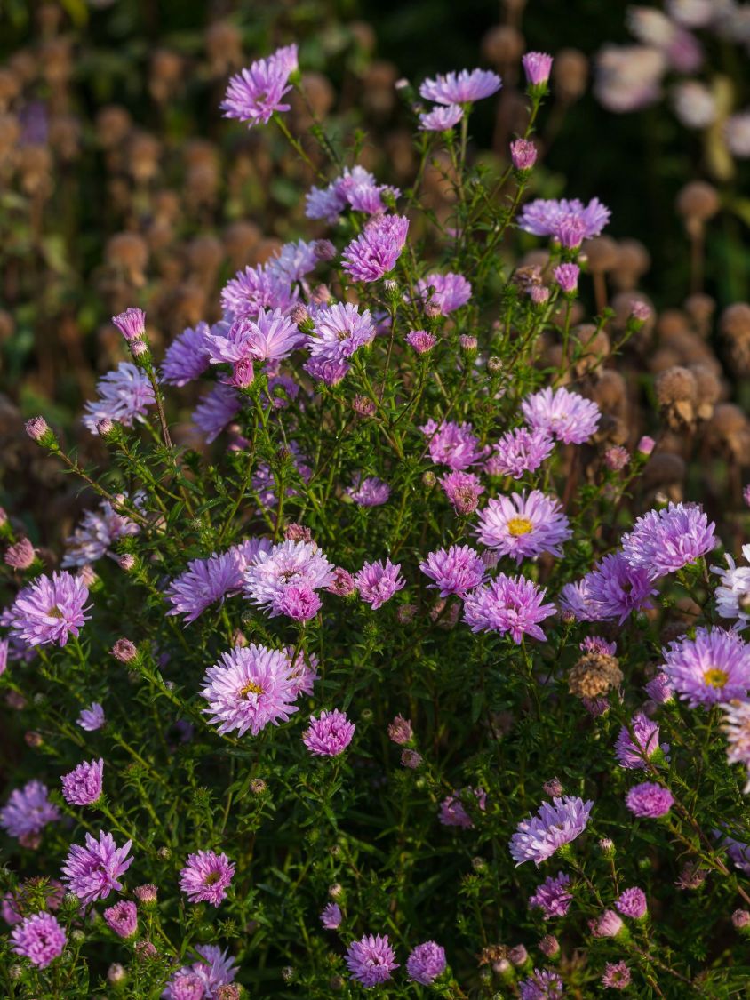 Glattblatt-Aster 'Fellowship' - Aster novi-belgii 'Fellowship'