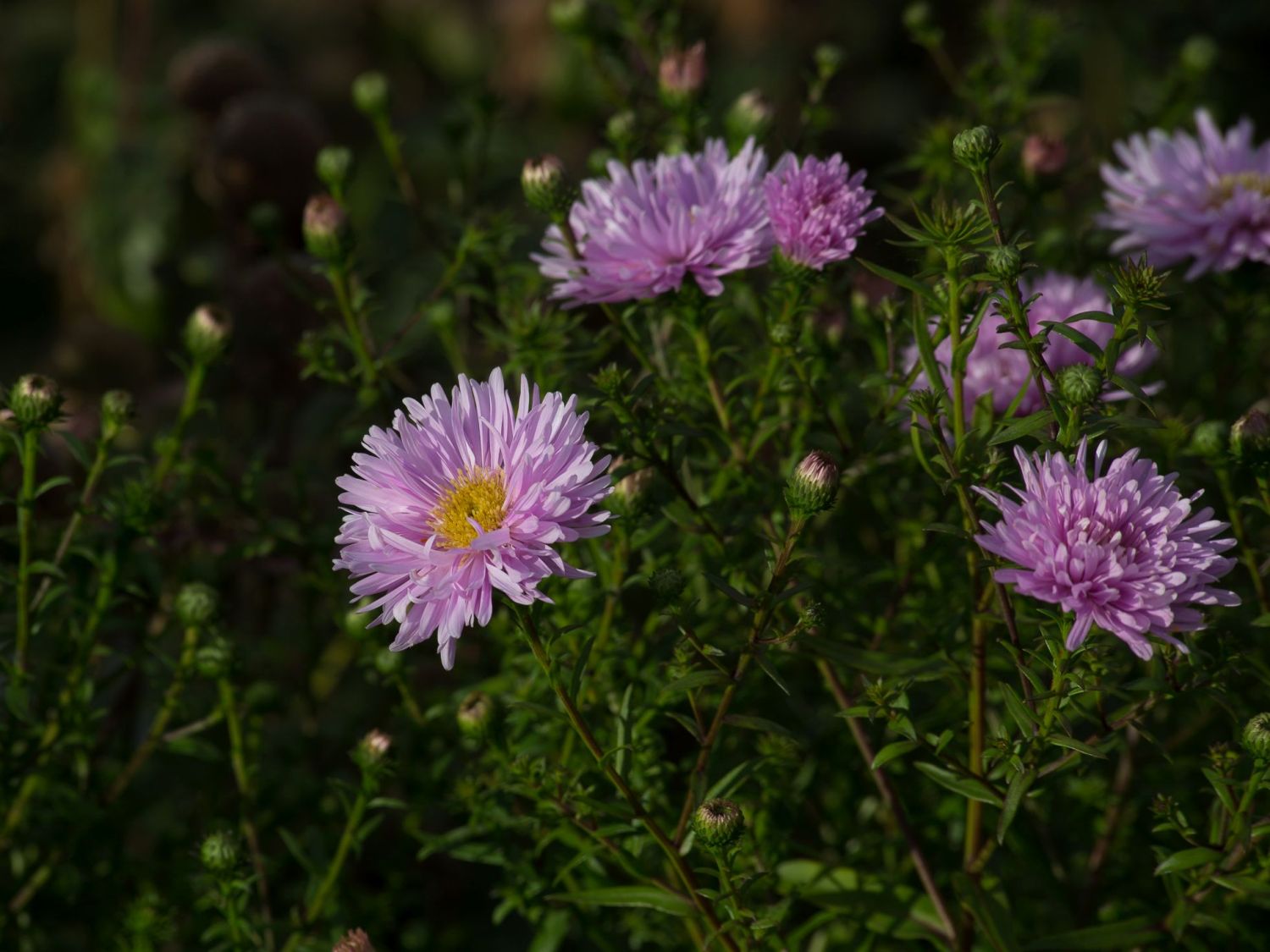 Glattblatt-Aster 'Fellowship' - Aster novi-belgii 'Fellowship'