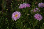 Glattblatt-Aster 'Fellowship' - Aster novi-belgii 'Fellowship'