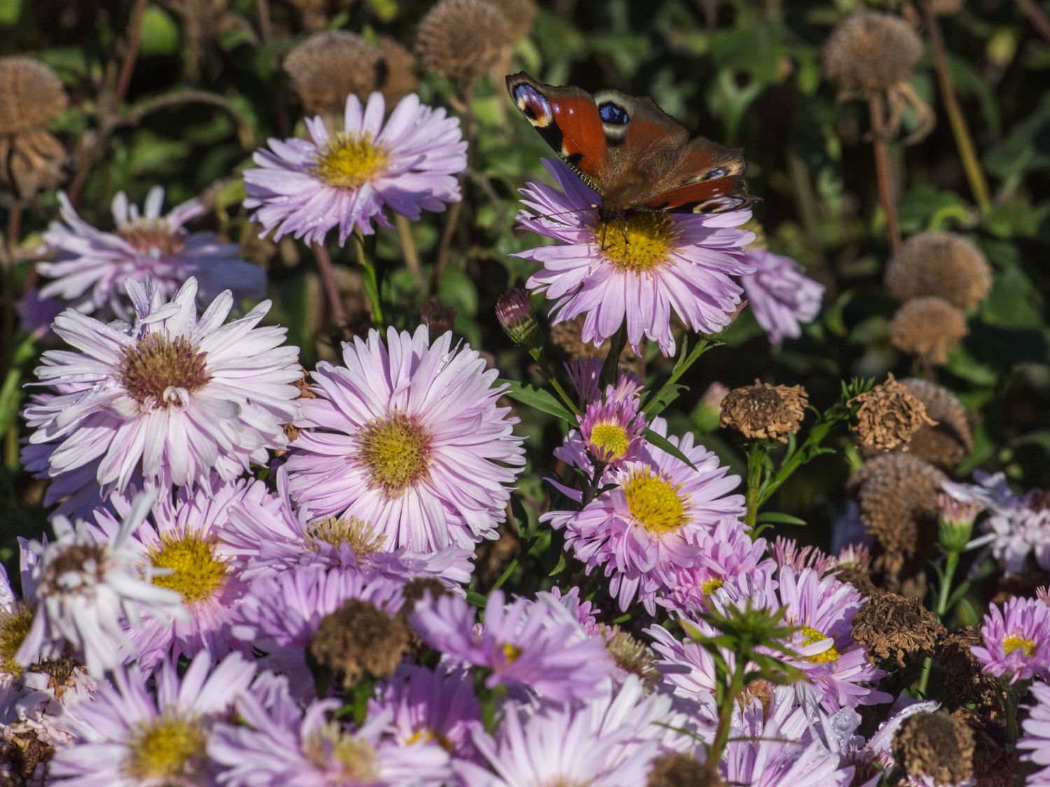 Glattblatt-Aster 'Fellowship' - Aster novi-belgii 'Fellowship'
