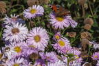 Glattblatt-Aster 'Fellowship' - Aster novi-belgii 'Fellowship'