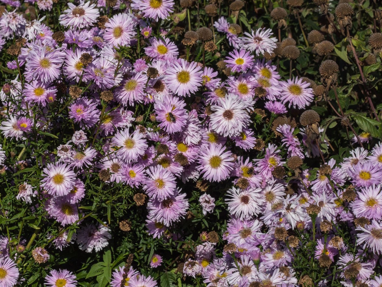 Glattblatt-Aster 'Fellowship' - Aster novi-belgii 'Fellowship'