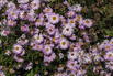 Glattblatt-Aster 'Fellowship' - Aster novi-belgii 'Fellowship'