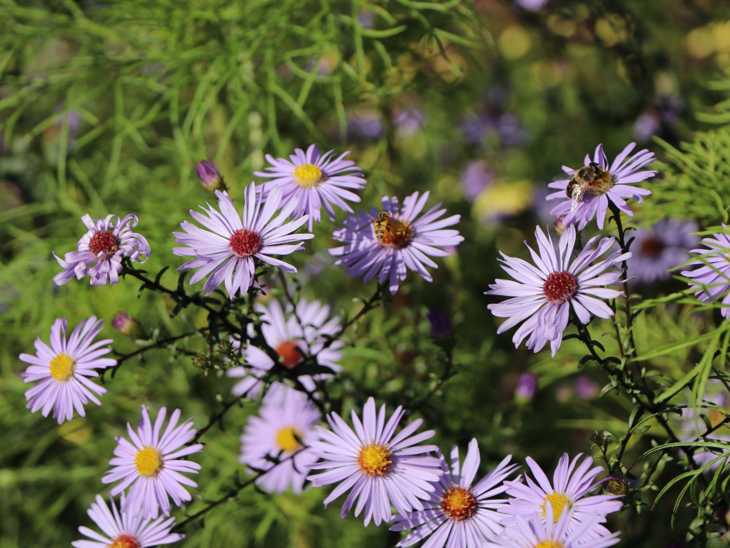 Glatte-Aster 'Calliope'