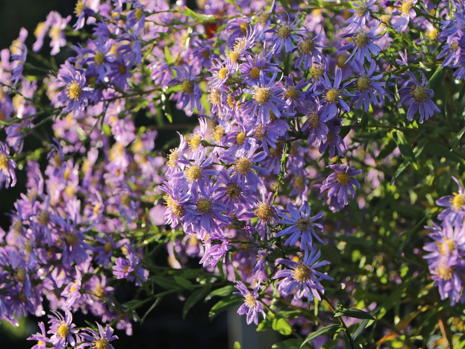 Glatte Aster - Aster laevis