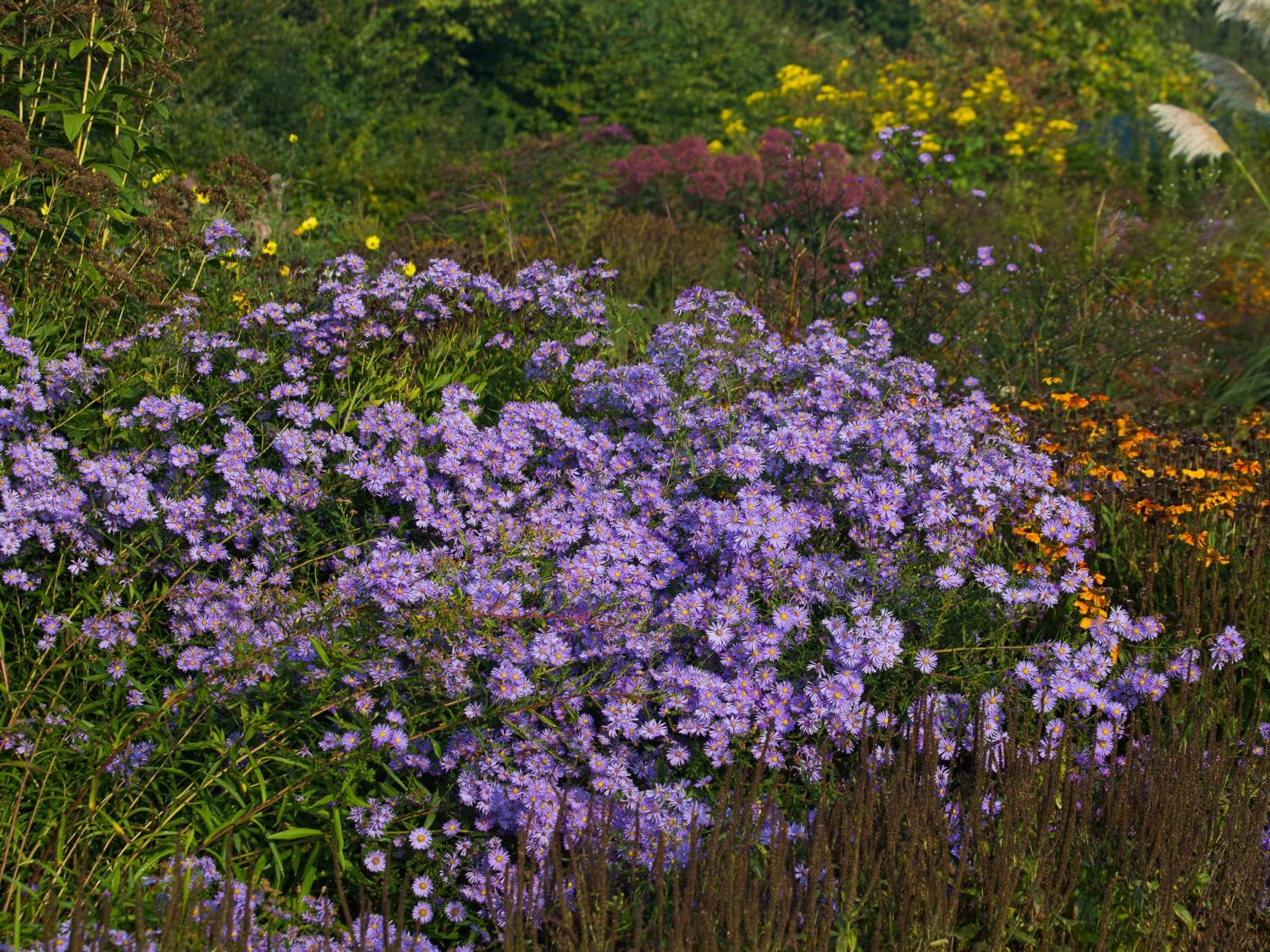 Glatte Aster - Aster laevis