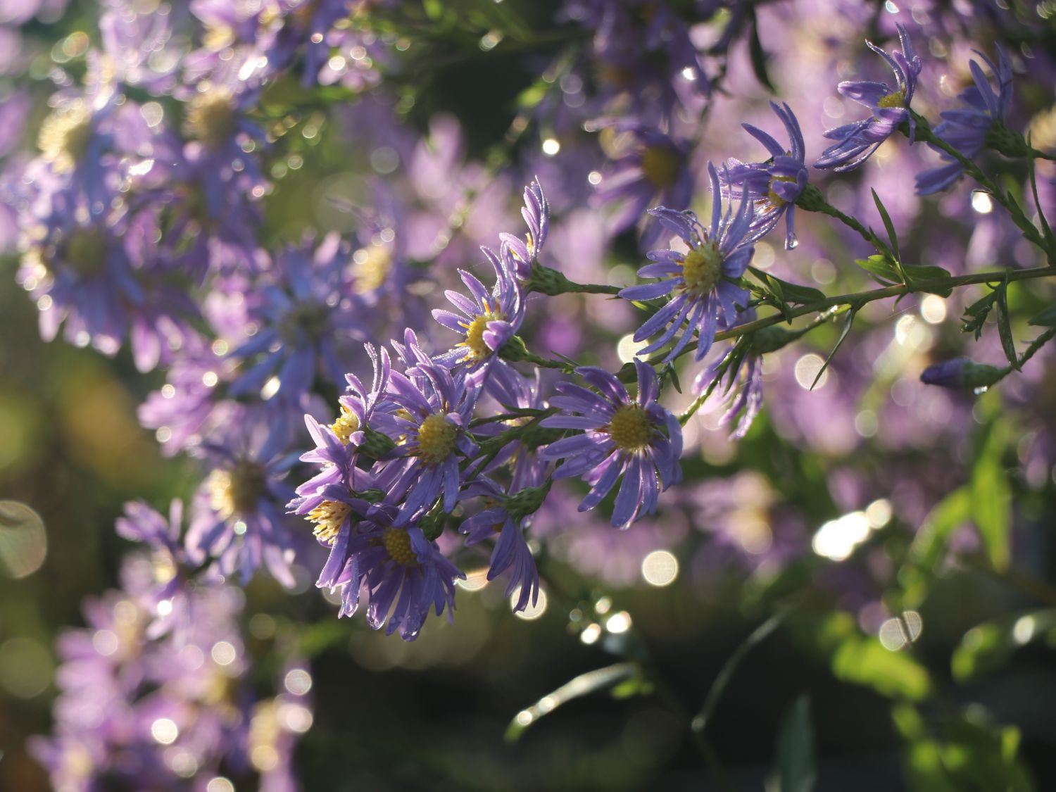 Glatte Aster - Aster laevis
