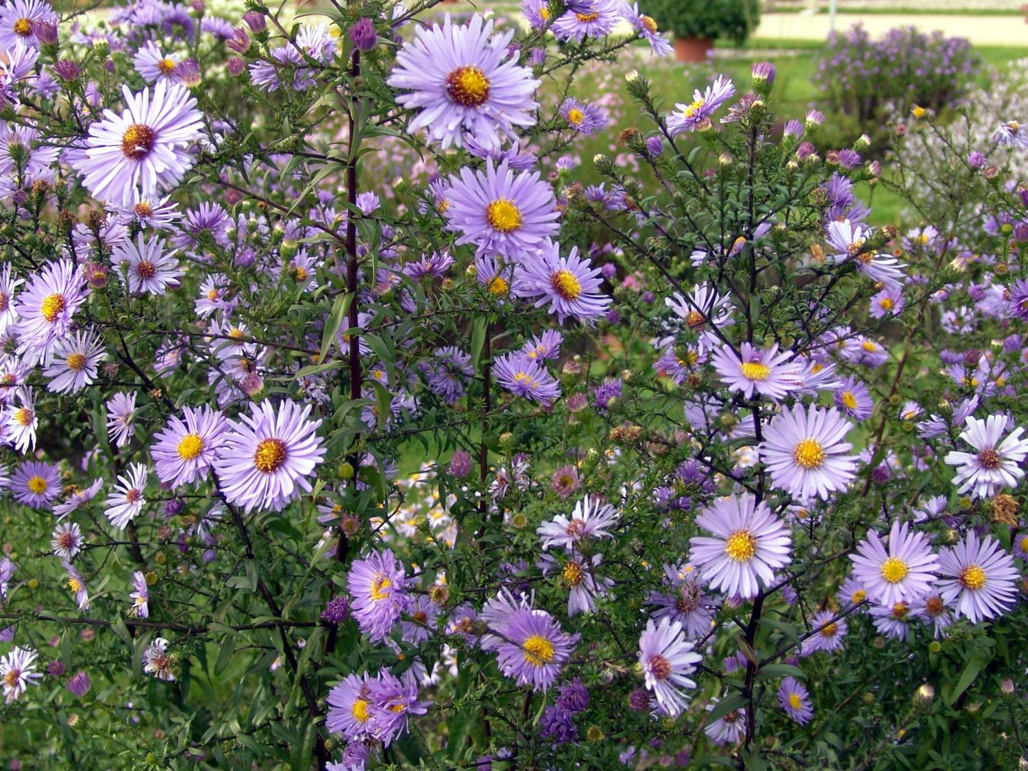 Glatte Aster - Aster laevis