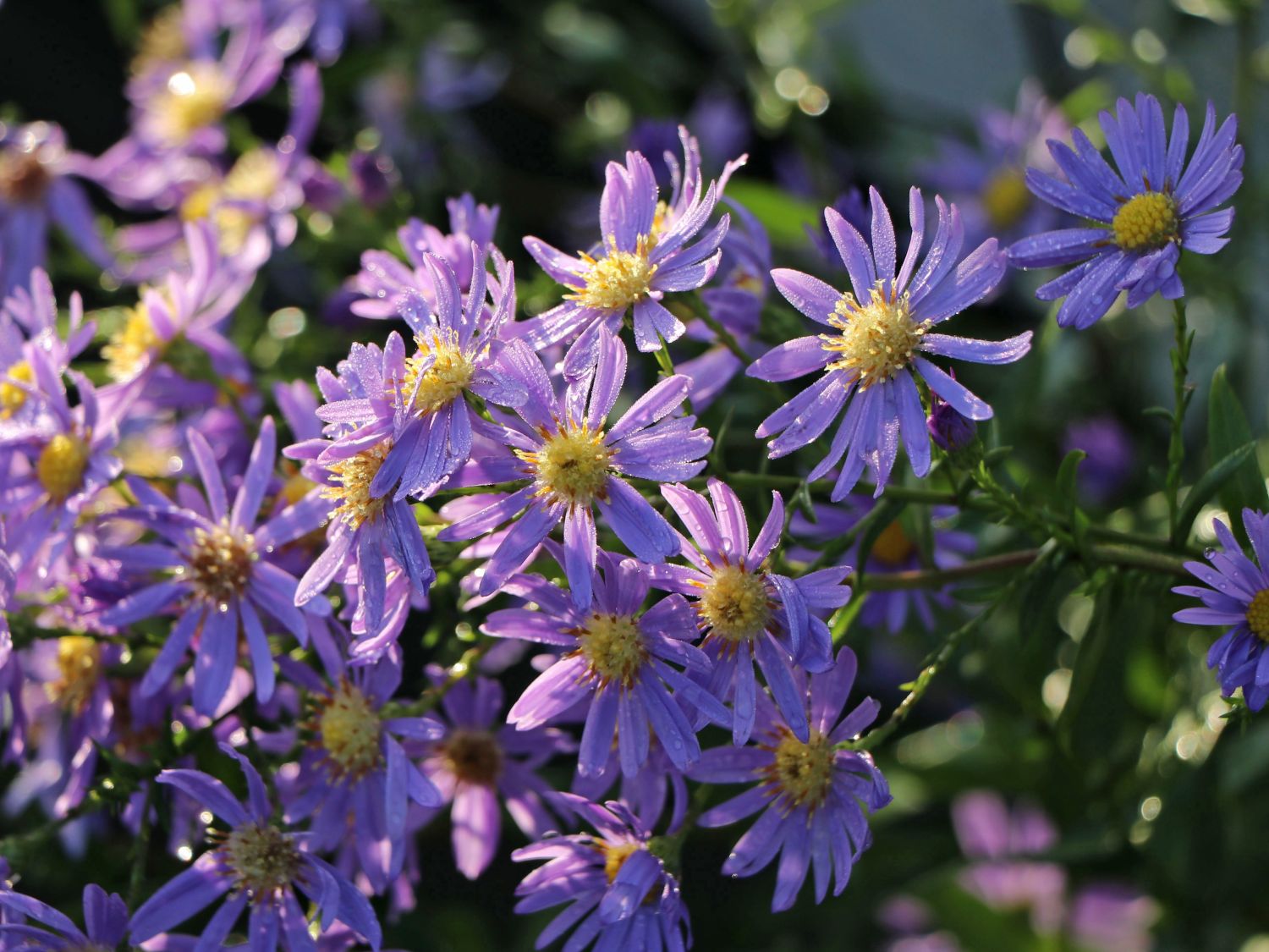 Glatte Aster - Aster laevis