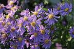 Glatte Aster - Aster laevis