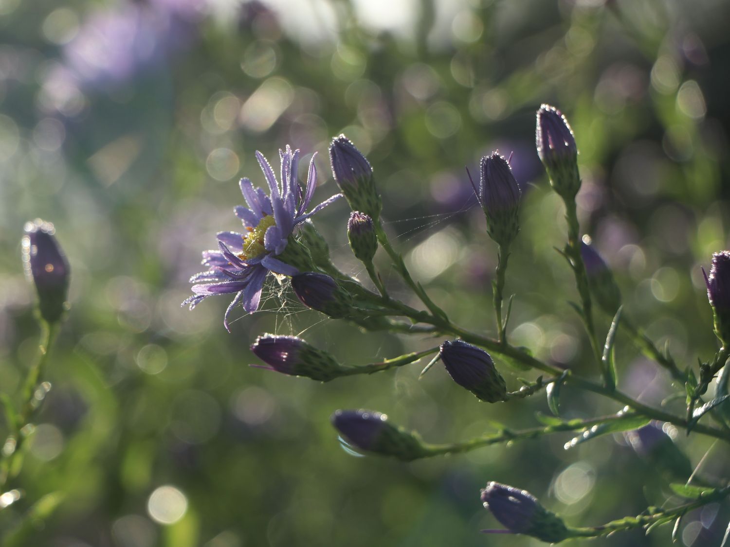 Glatte Aster - Aster laevis