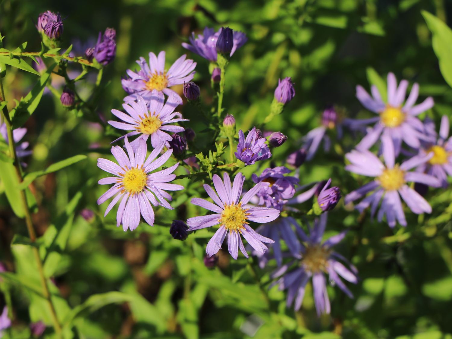 Glatte Aster - Aster laevis
