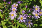Glatte Aster - Aster laevis