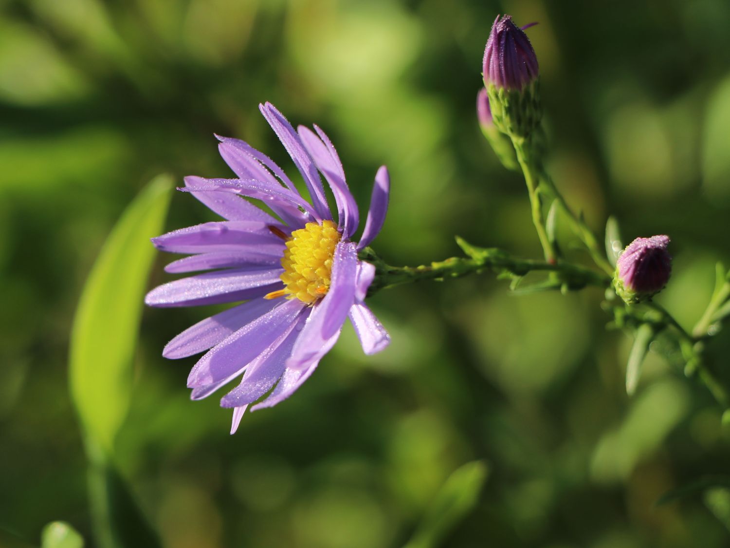 Glatte Aster - Aster laevis