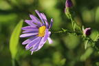 Glatte Aster - Aster laevis
