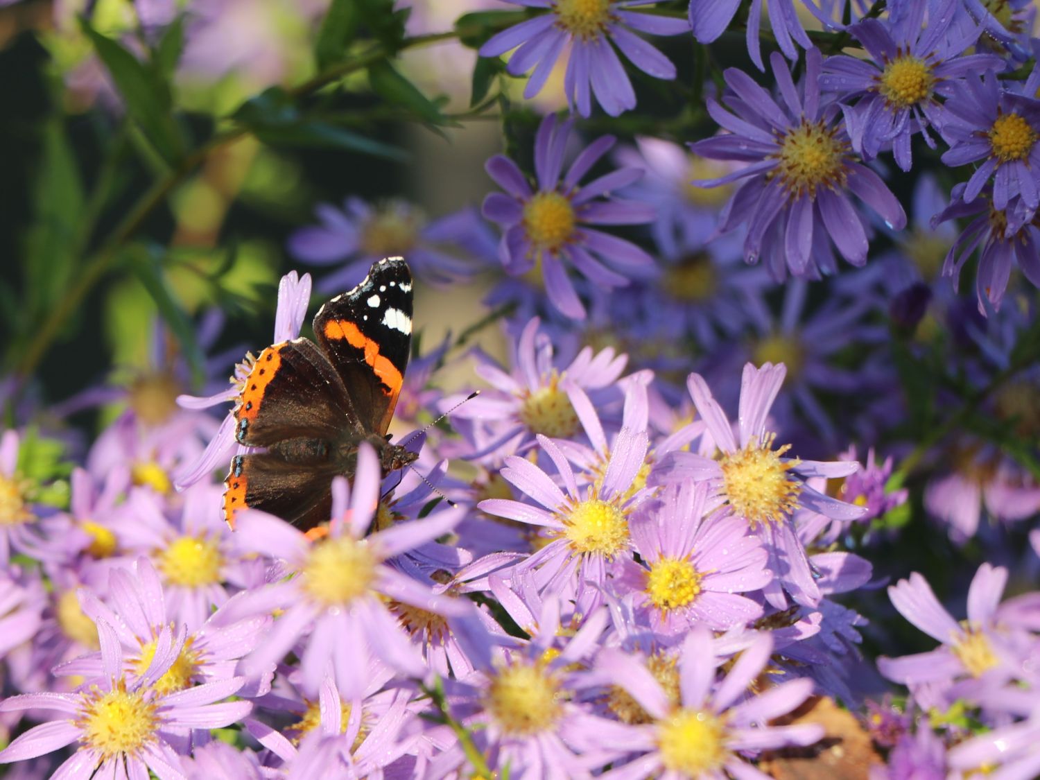 Glatte Aster - Aster laevis