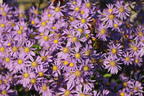 Glatte Aster - Aster laevis