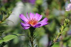 Glatte Aster 'Orpheus' - Aster laevis 'Orpheus'