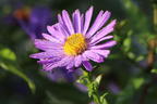 Glatte Aster 'Orpheus' - Aster laevis 'Orpheus'