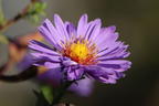 Glatte Aster 'Orpheus' - Aster laevis 'Orpheus'