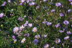 Glatte Aster 'Star of Chesters' - Aster laevis 'Star of Chesters'