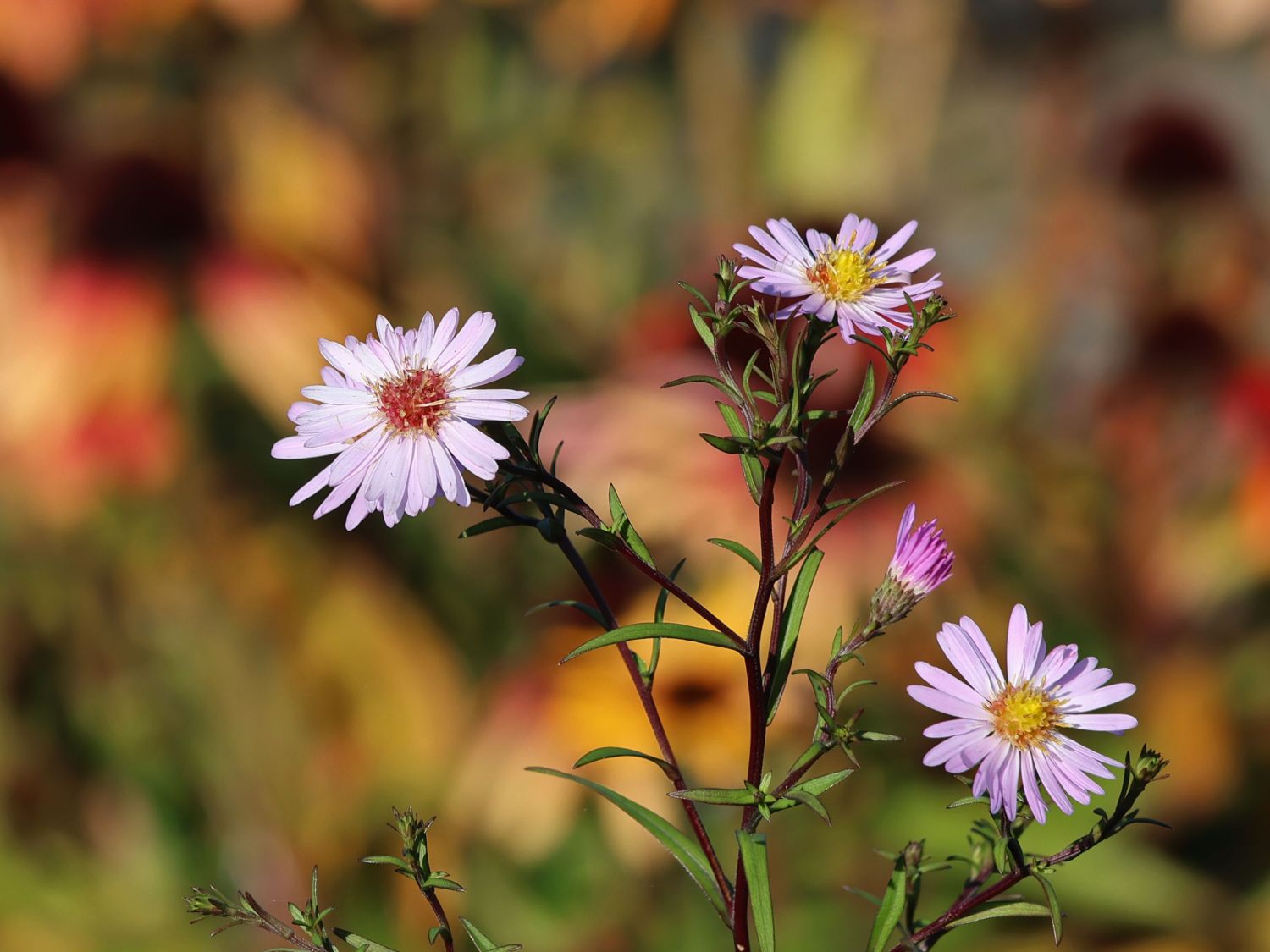 Glatte Aster 'Star of Chesters' - Aster laevis 'Star of Chesters'