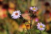 Glatte Aster 'Star of Chesters' - Aster laevis 'Star of Chesters'