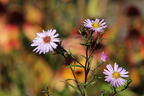 Glatte Aster 'Star of Chesters' - Aster laevis 'Star of Chesters'
