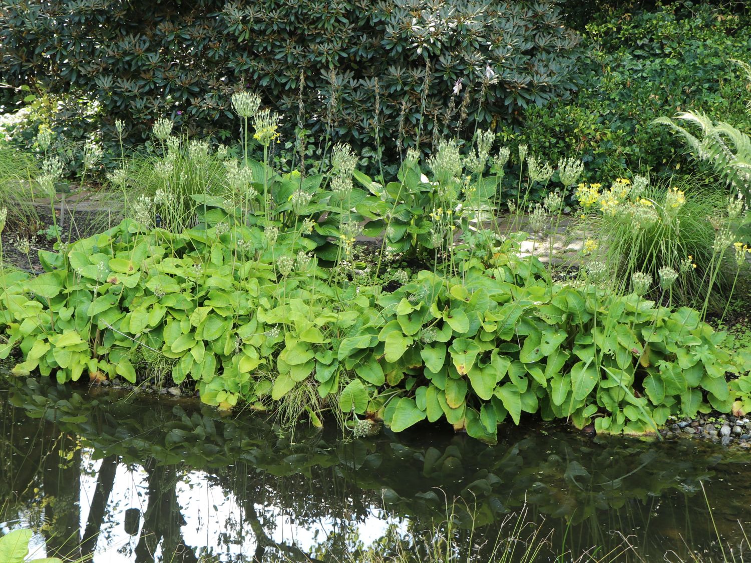 Glocken-Schlüsselblume