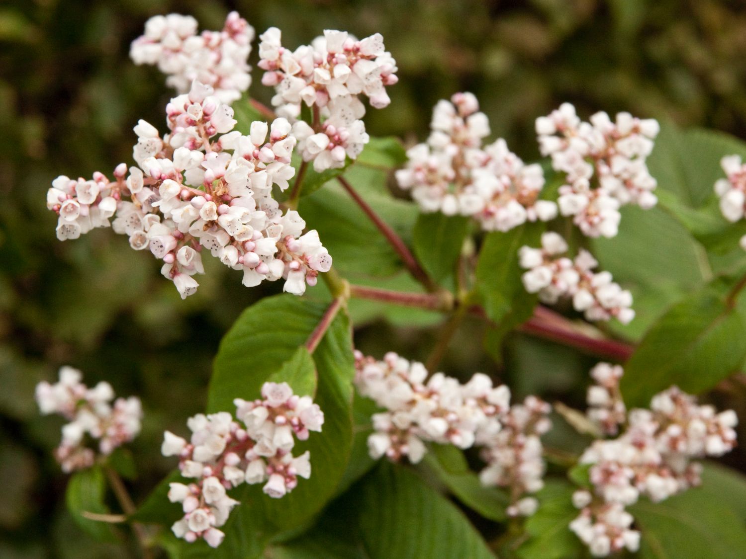 Glockenknöterich 'Southcombe White'