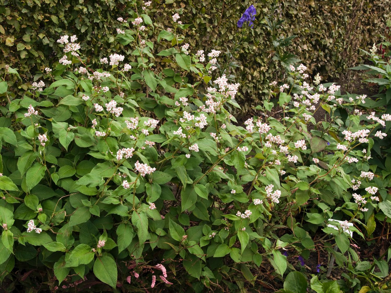 Knöterichgewächse (Polygonaceae)