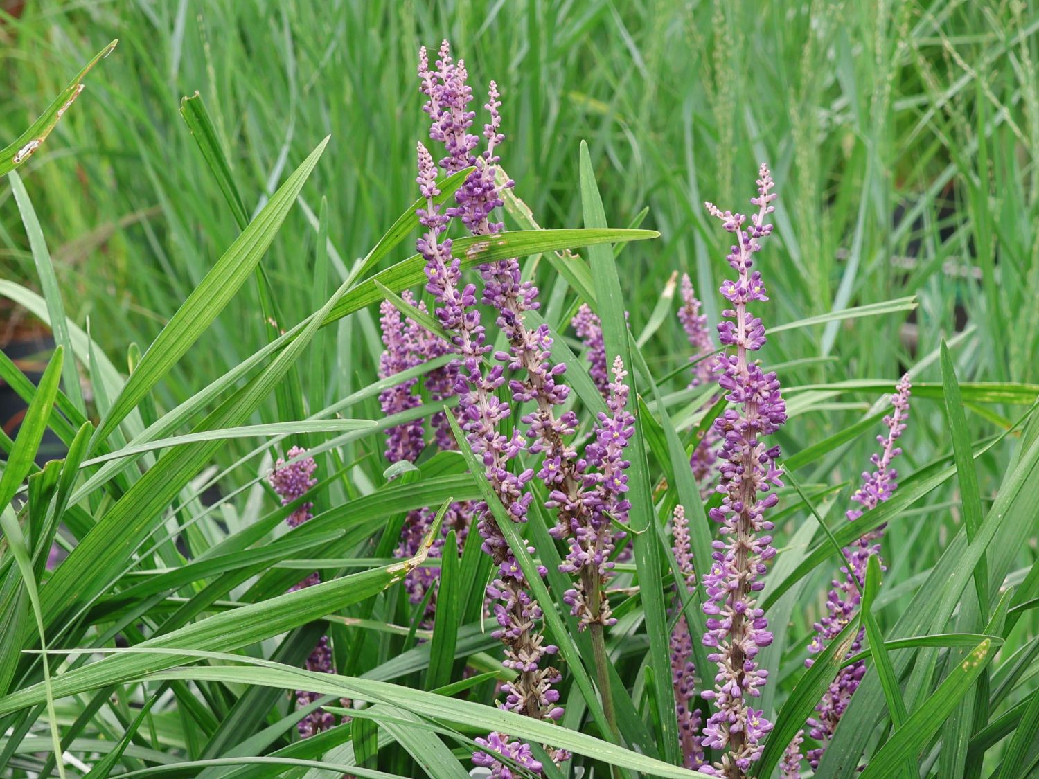 Glöckchentraube 'Big Blue' - Liriope muscari 'Big Blue'