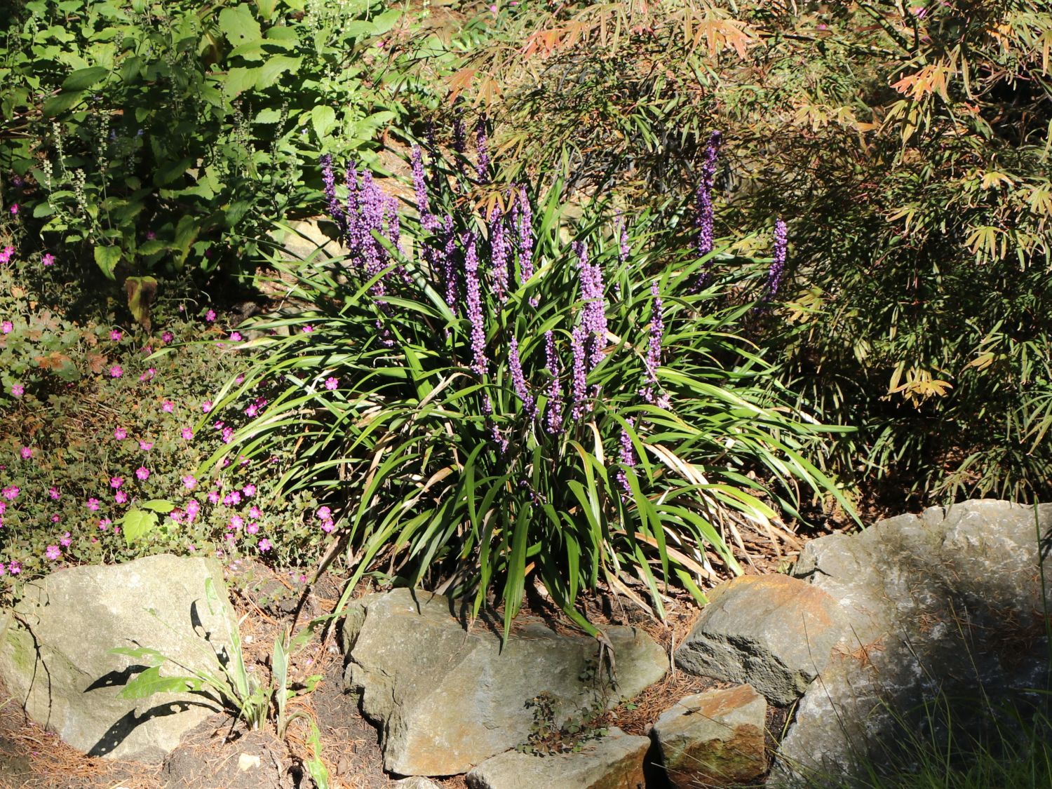 Glöckchentraube 'Ingwersen' - Liriope muscari 'Ingwersen'