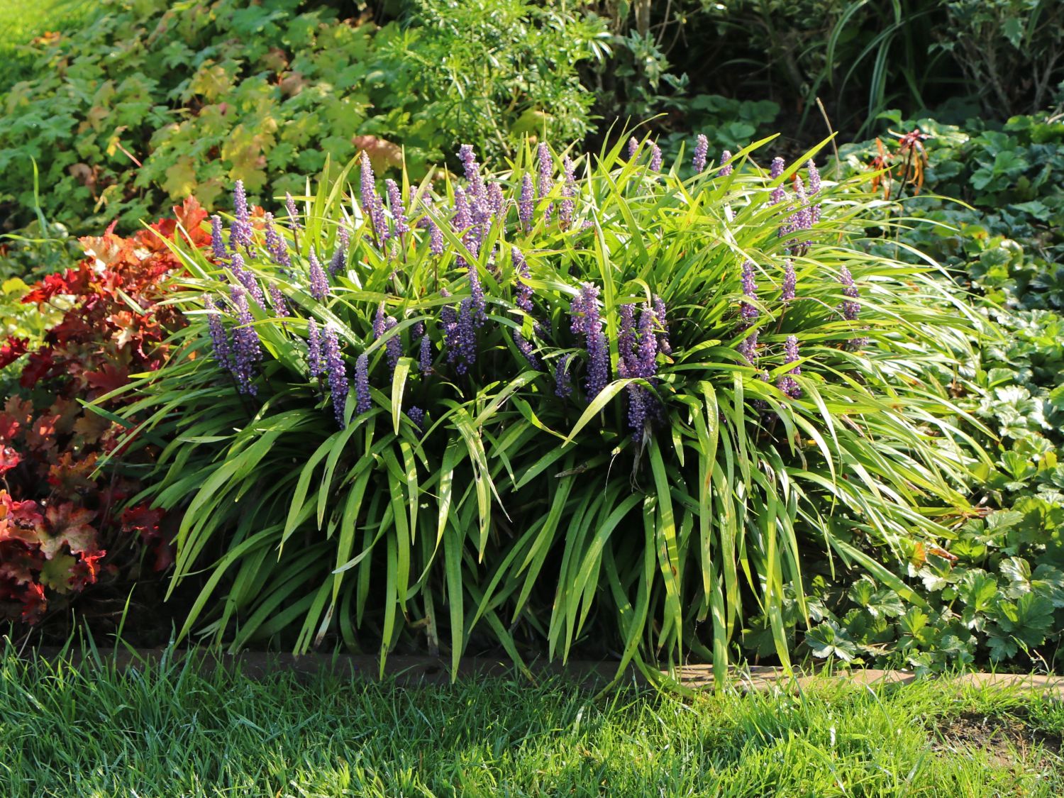 Glöckchentraube 'Moneymaker' - Liriope muscari 'Moneymaker'