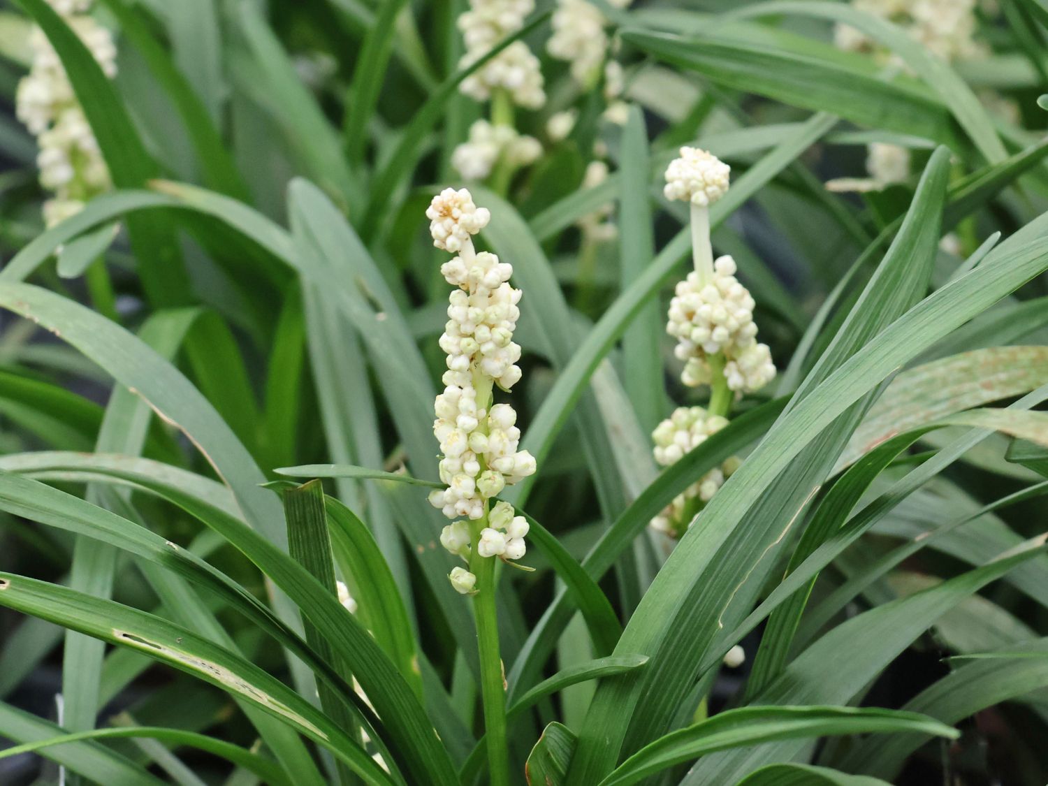 Glöckchentraube 'Monroe White' - Liriope muscari 'Monroe White'