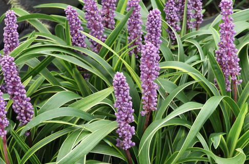 Glöckchentraube 'Variegata' - Liriope muscari 'Variegata'