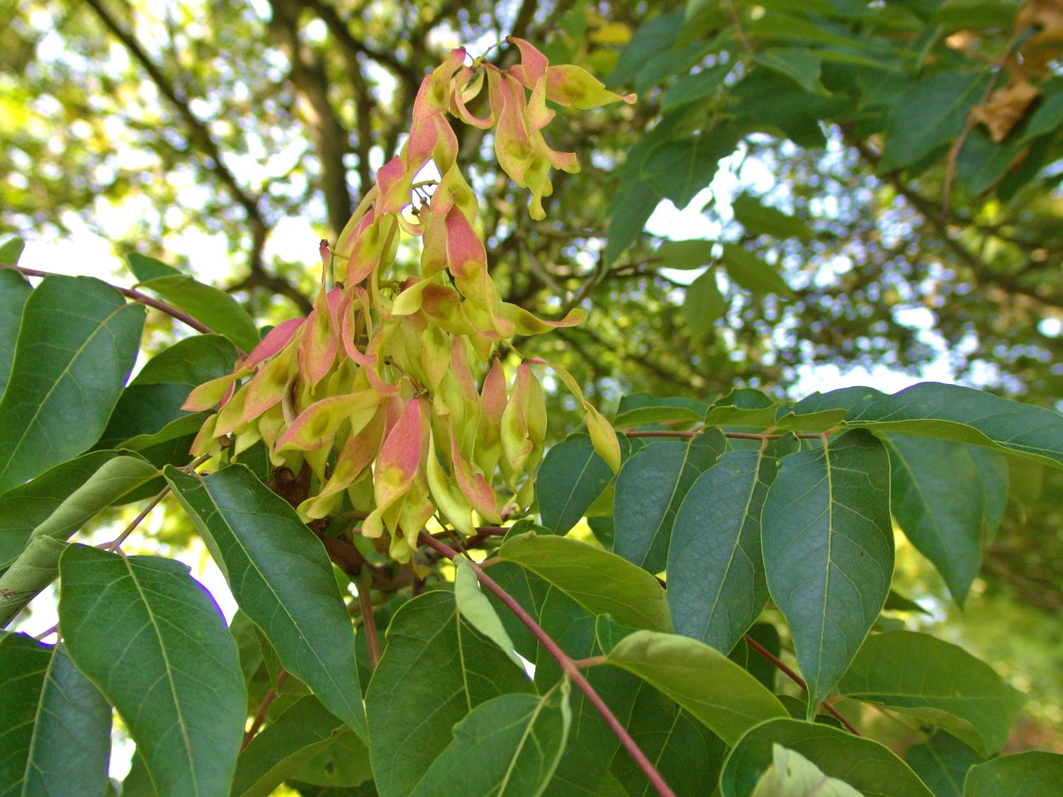 Bittereschengewächse (Simaroubaceae)