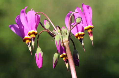 Götterblume - Dodecatheon meadia