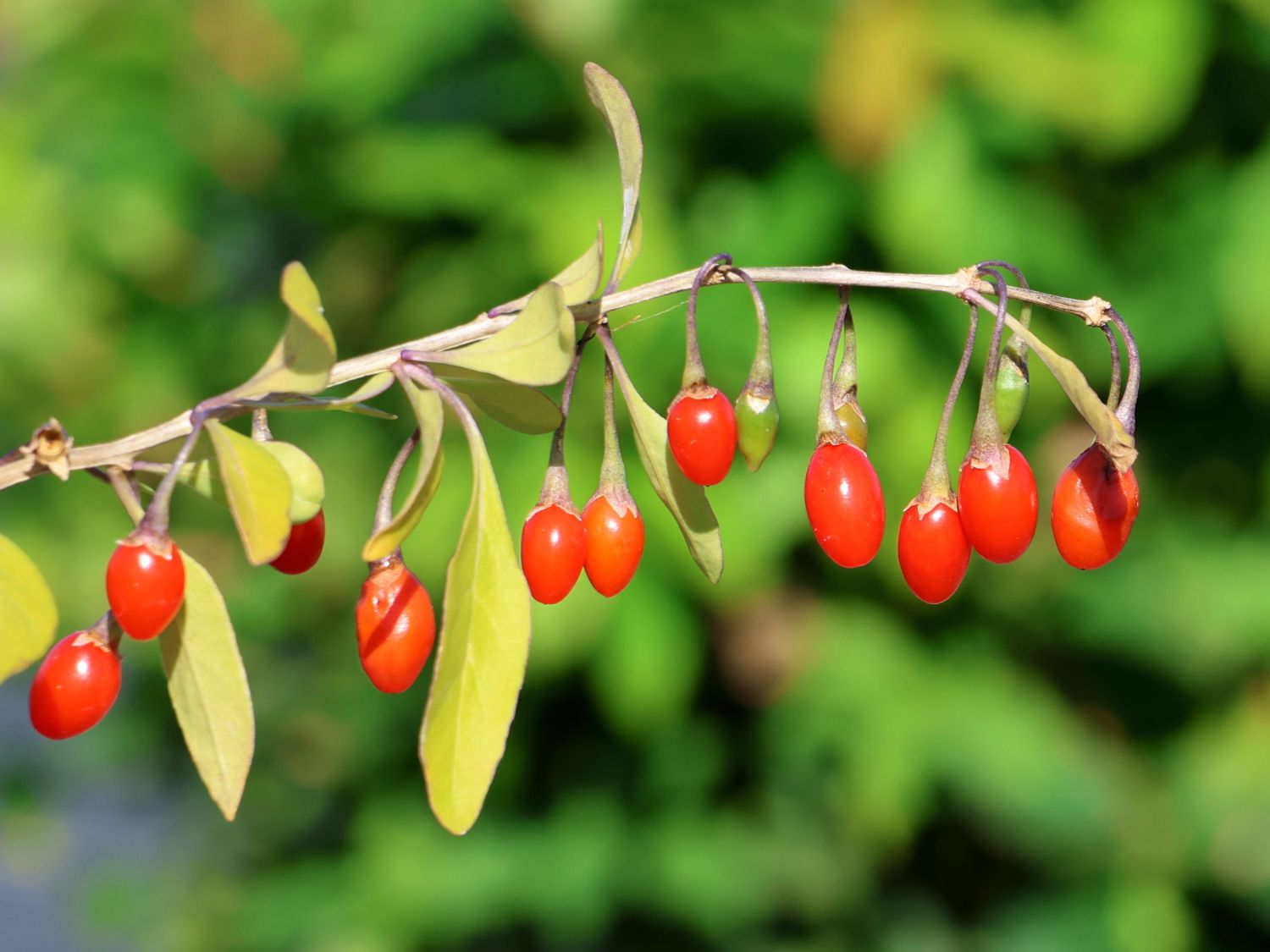 Goji-Beere 'Super Success'