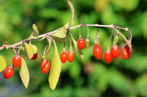 Goji-Beere 'Super Success' - Lycium barbarum 'Super Success'