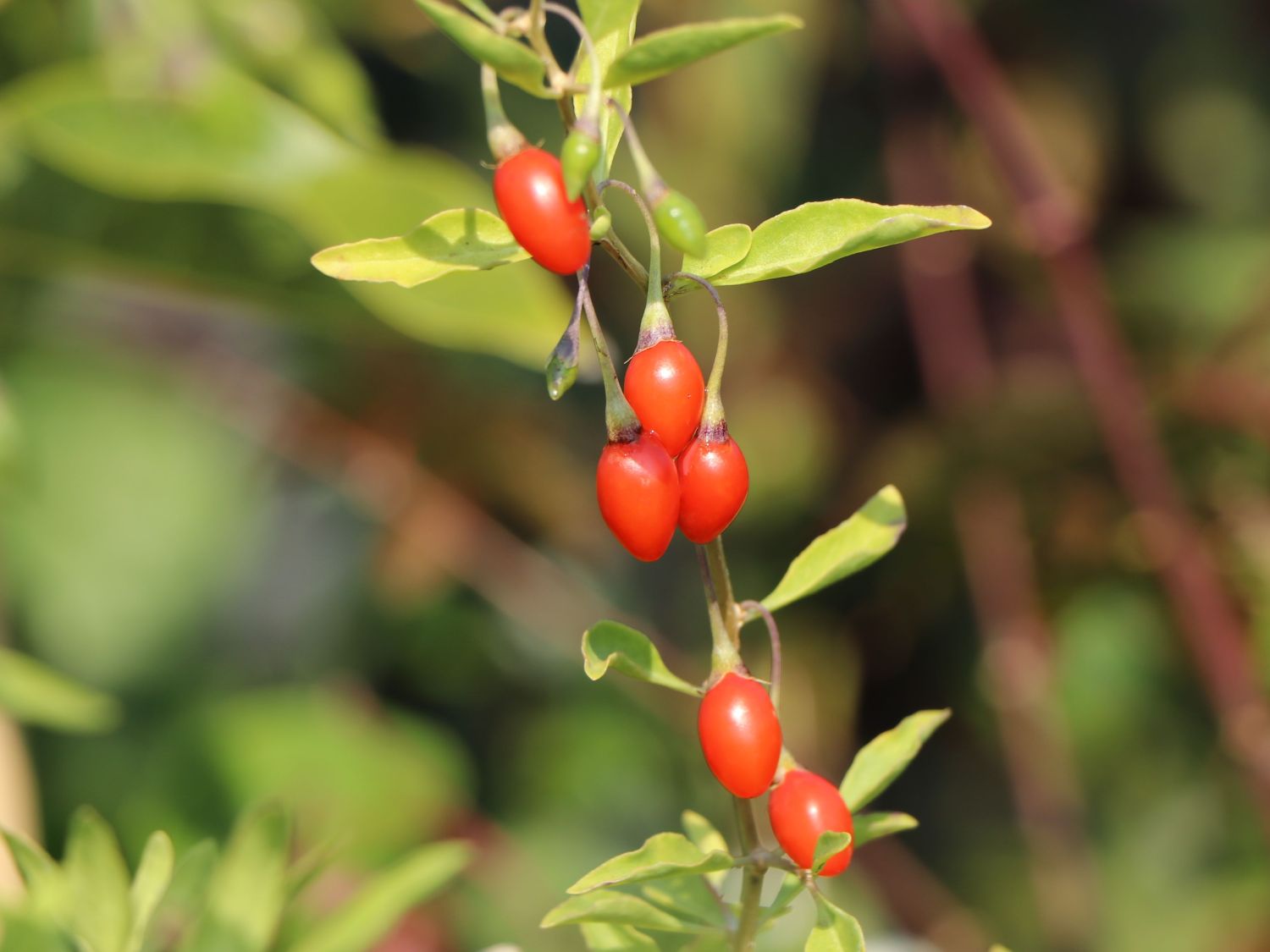 Gojibeere / Chinesischer Bocksdorn - Lycium chinense