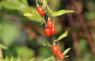 Gojibeere / Chinesischer Bocksdorn
