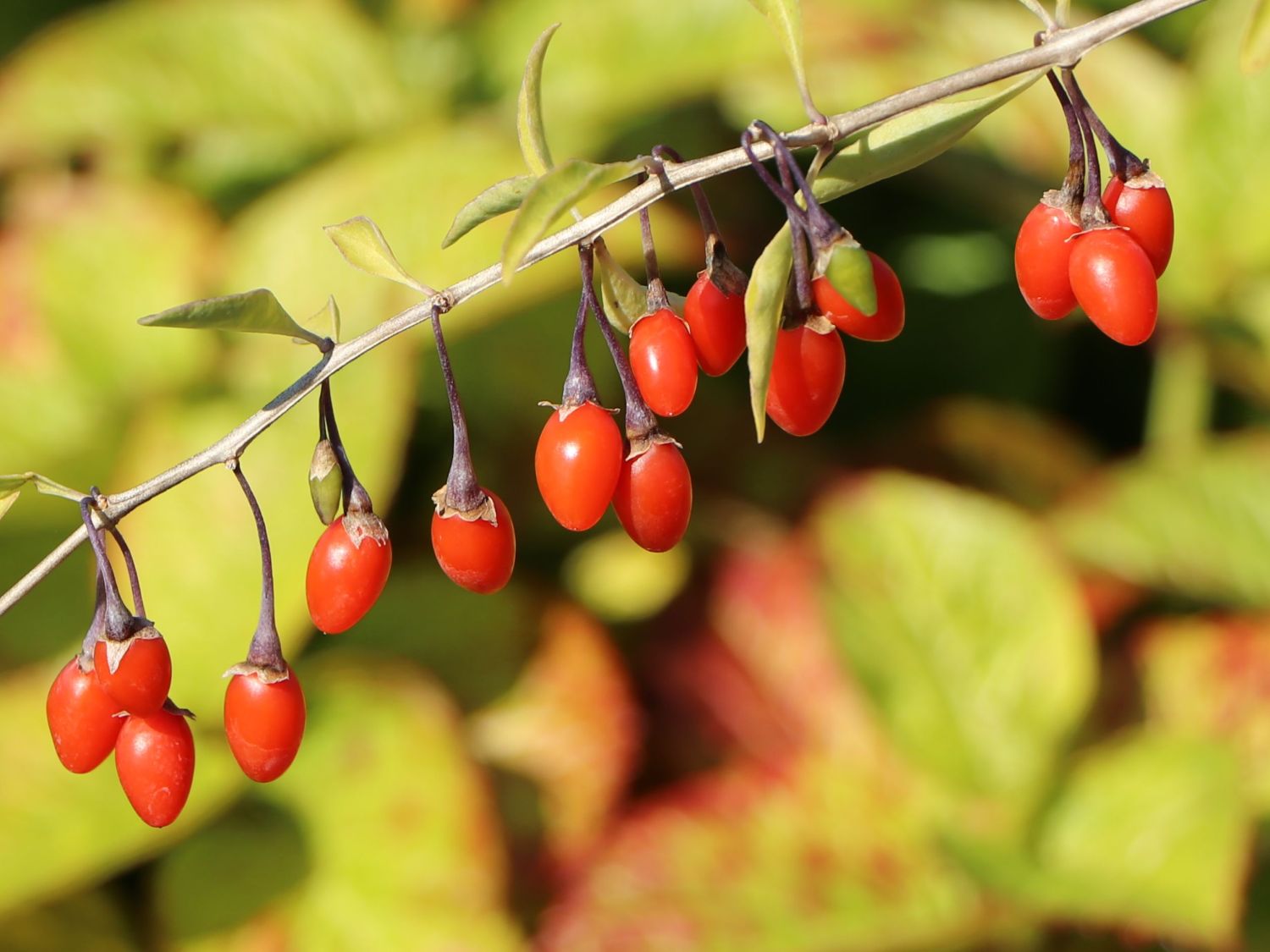 Gojibeere / Gemeiner Bocksdorn / Teufelszwirn 'Big Lifeberry ®' - Lycium barbarum 'Big Lifeberry ®'