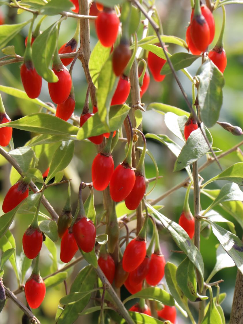 Gojibeere / Gemeiner Bocksdorn / Teufelszwirn Lycium barbarum