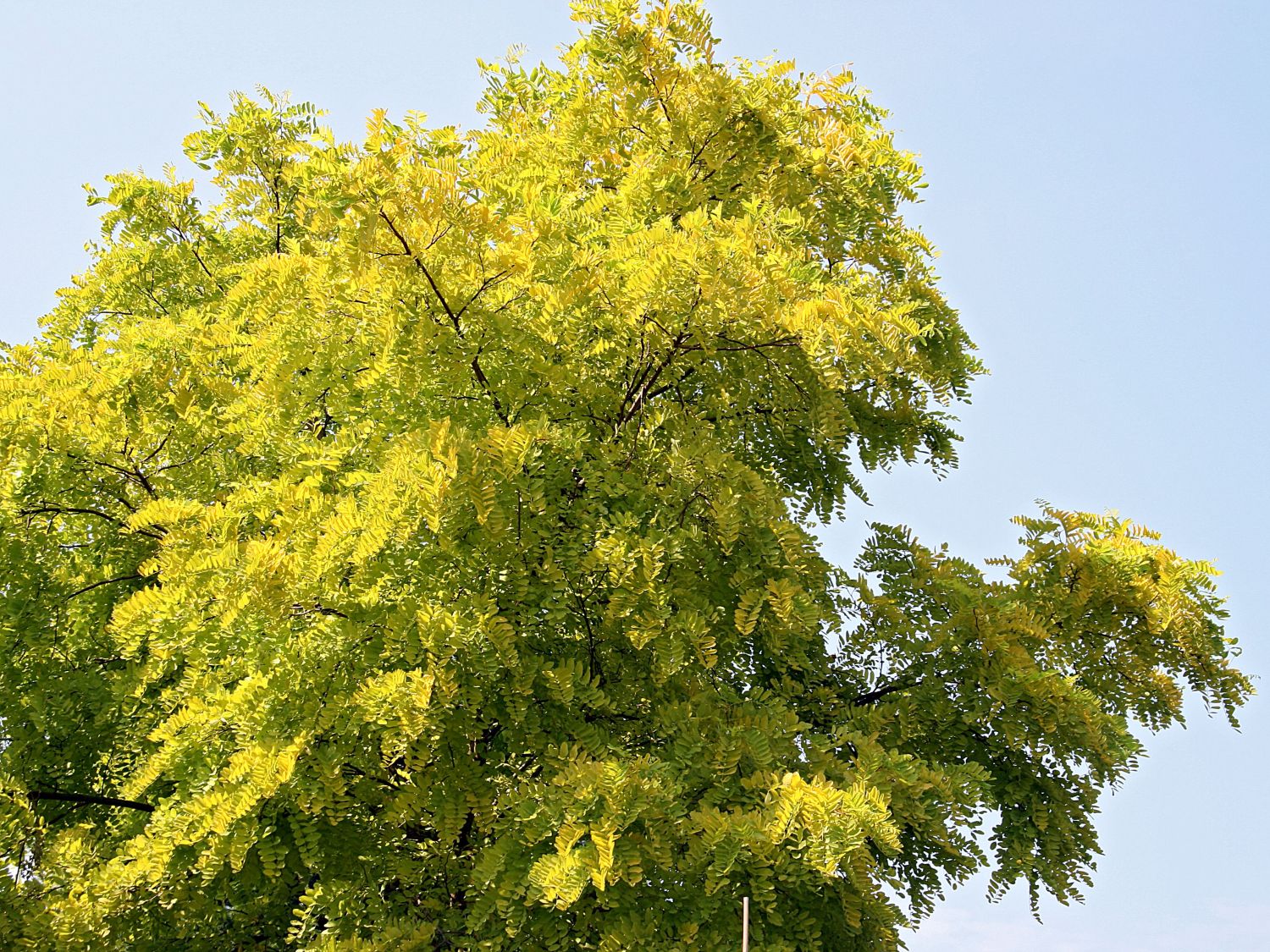 Robinien (Robinia)