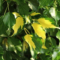 Gold-Efeu / Gelbbunter Efeu 'Goldheart' - Hedera helix 'Goldheart'