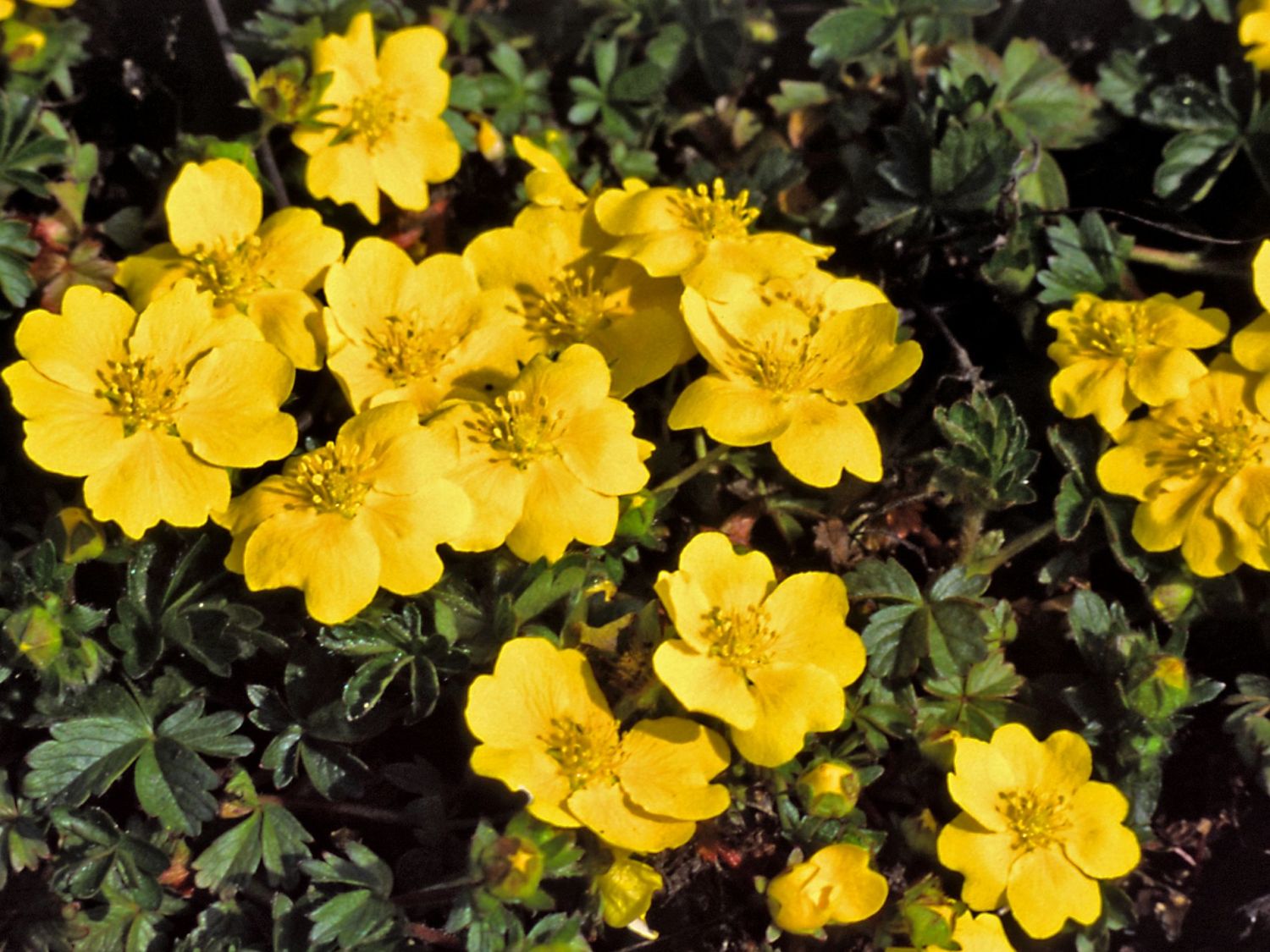 Gold-Fingerkraut 'Goldrausch'